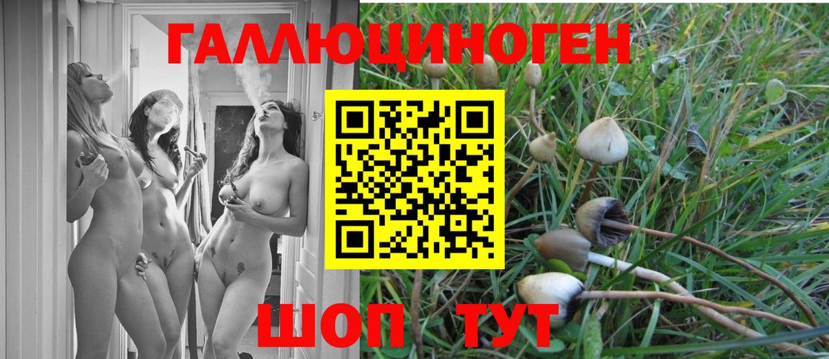 Псилоцибиновые грибы Cubensis  Вход с VPN  Мариинск 